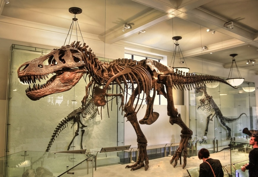 暴龙Rex骨架 美国自然历史博物馆纽约