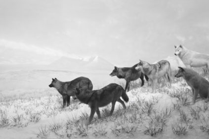 Fondation-Cartier-orchestre-des-animaux-Alaskan狼