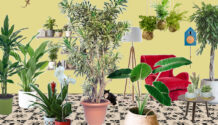 storia-piante-casa.copertina-graphic-爱游戏体育下载网址design-federica-lusiardi